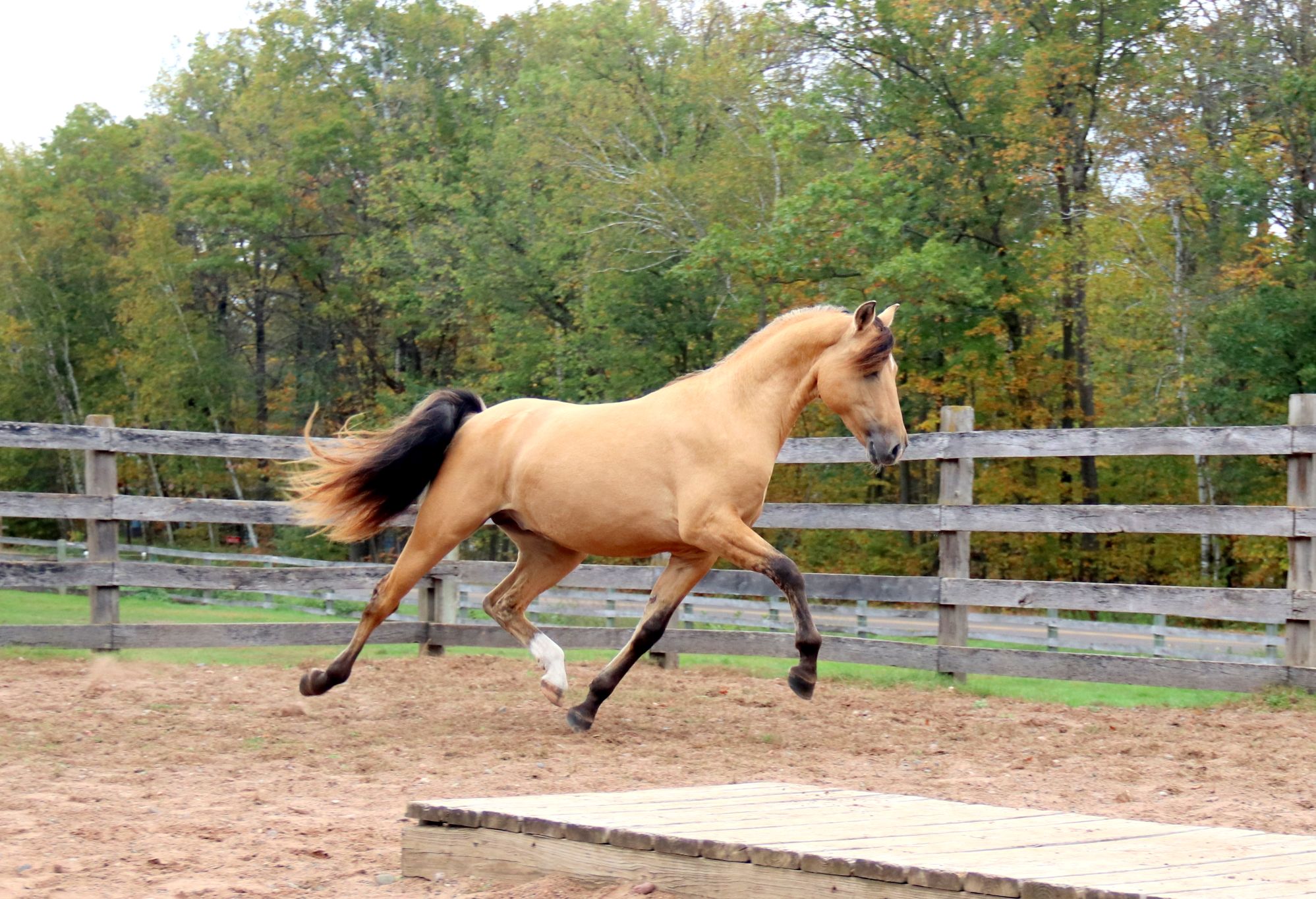 Arion 2 yr. 9 - Copy