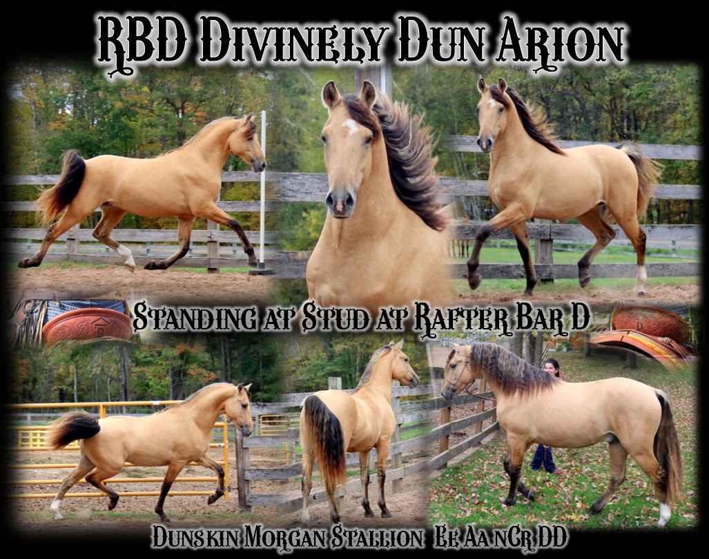 Arion Stallion page1