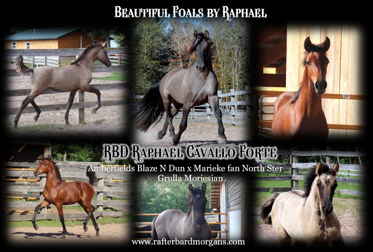 Foals by Raphael