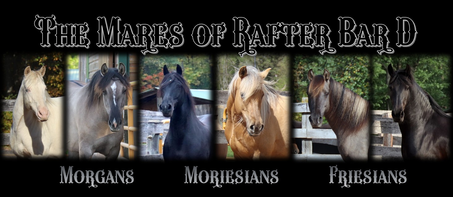 Mares page header 2026