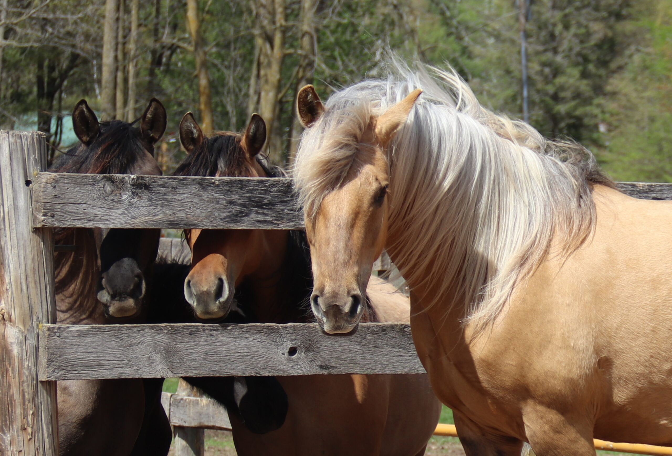 Princess 24 5 - Copy