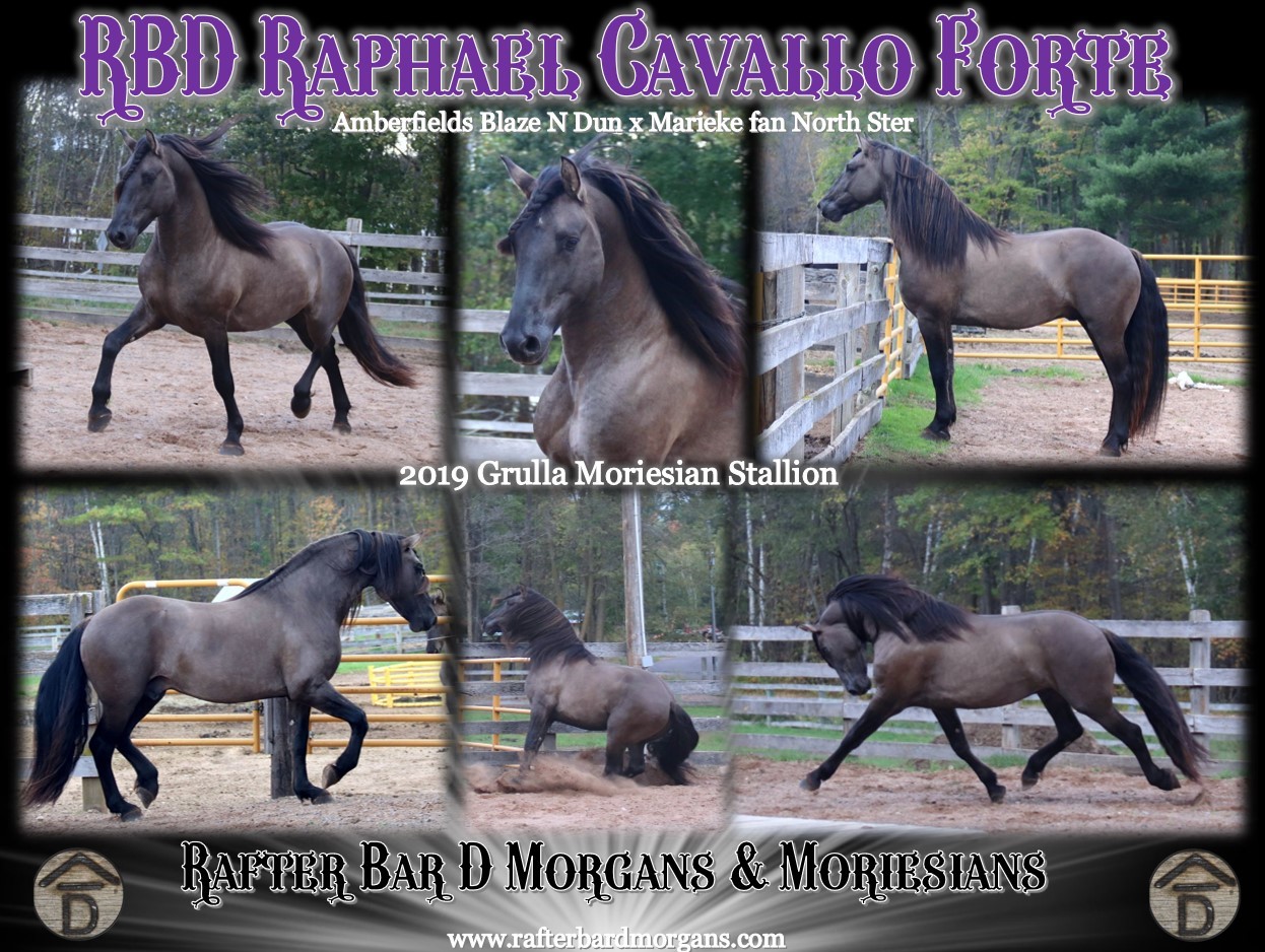 Raphael collage 2023