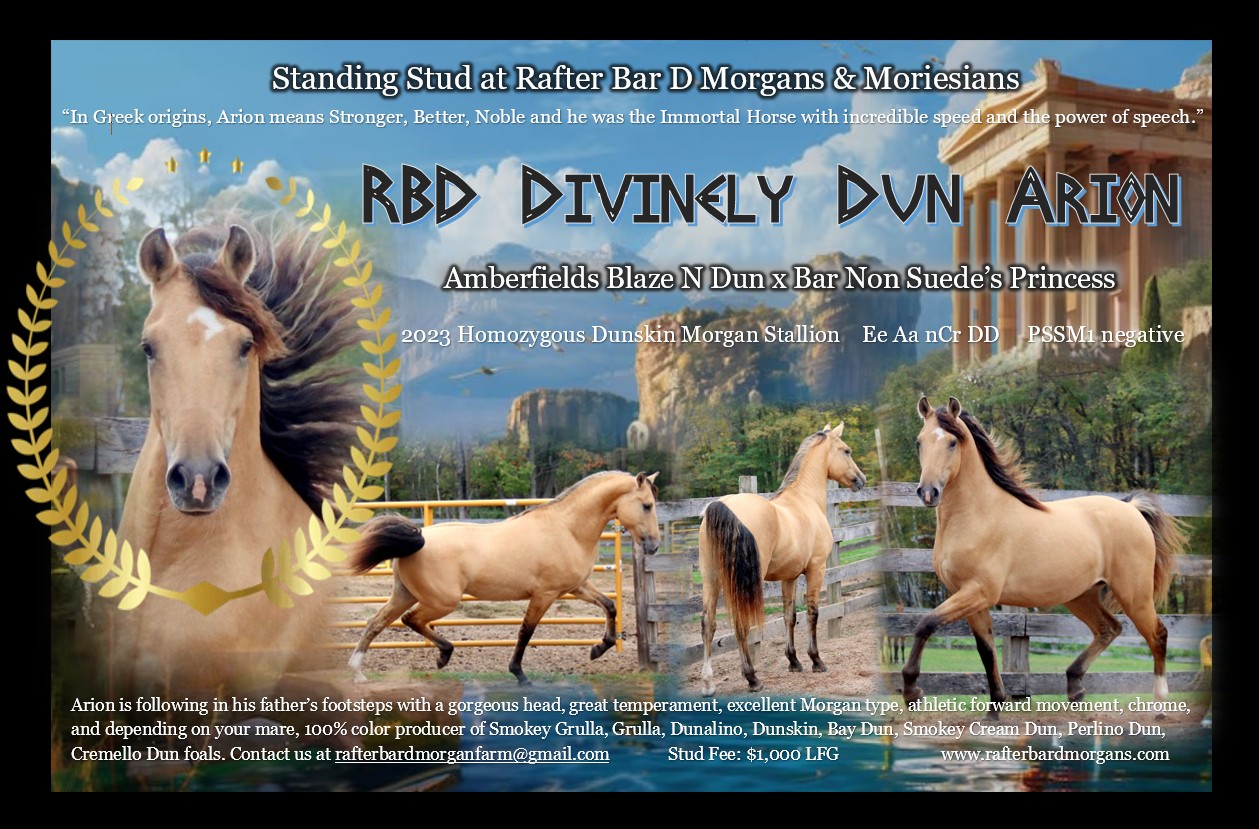 Arion Stallion Ad 2026