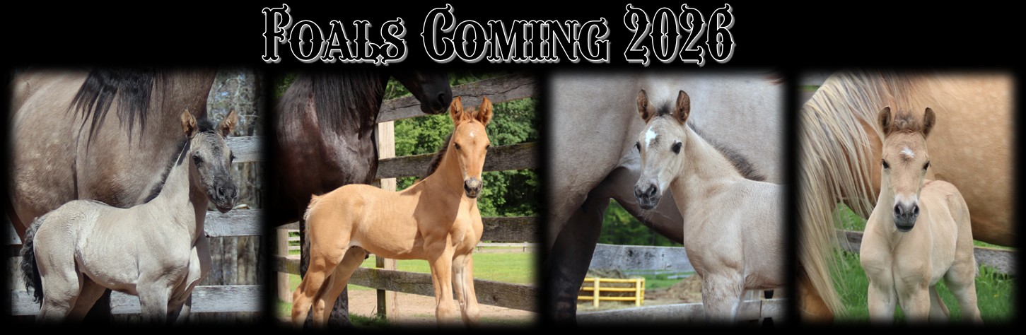 Foals coming 2026