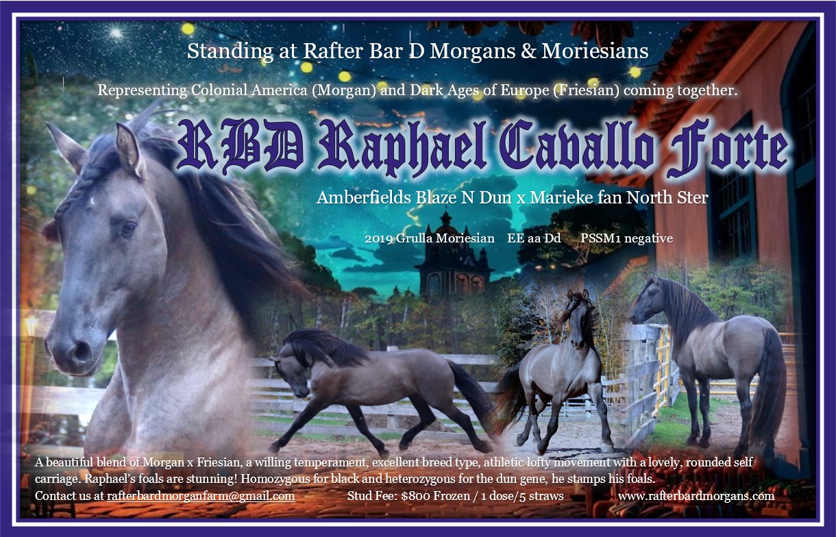 Raphael stallion ad 2026 3