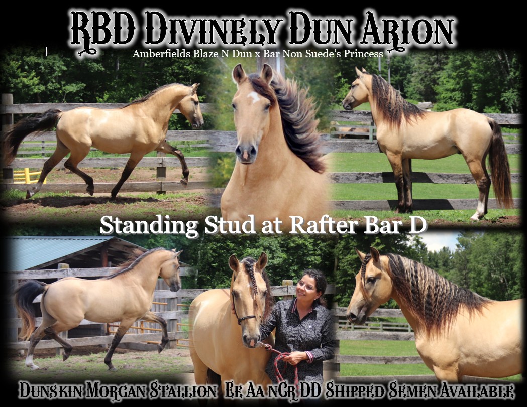 Arion Stallion Ad Promo 20261