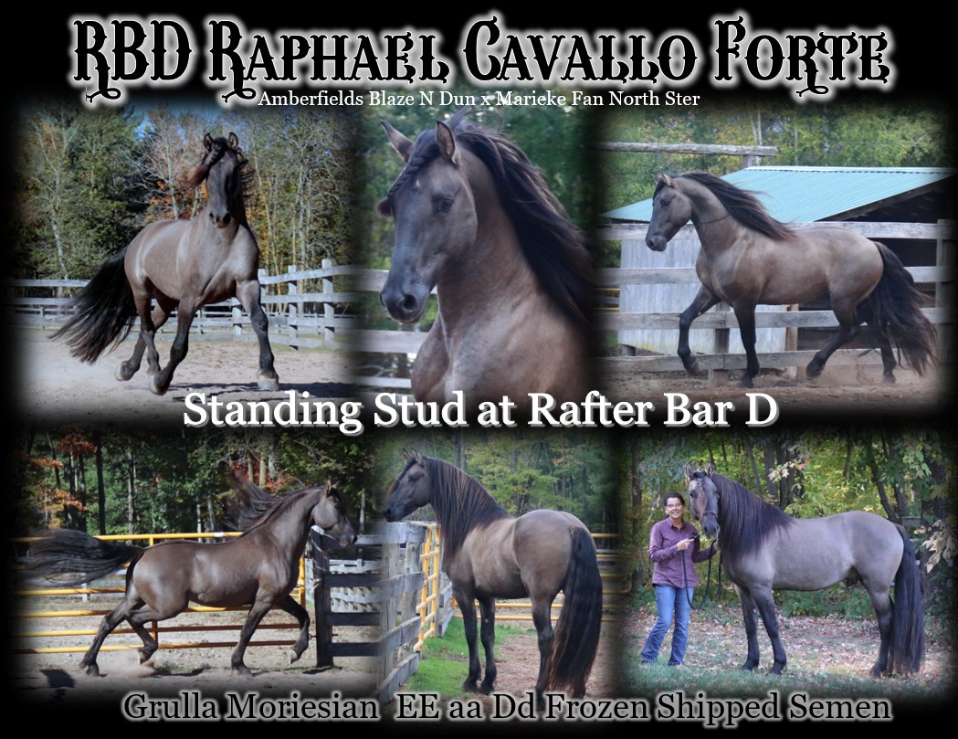 Raphael Stallion ad 2026 01