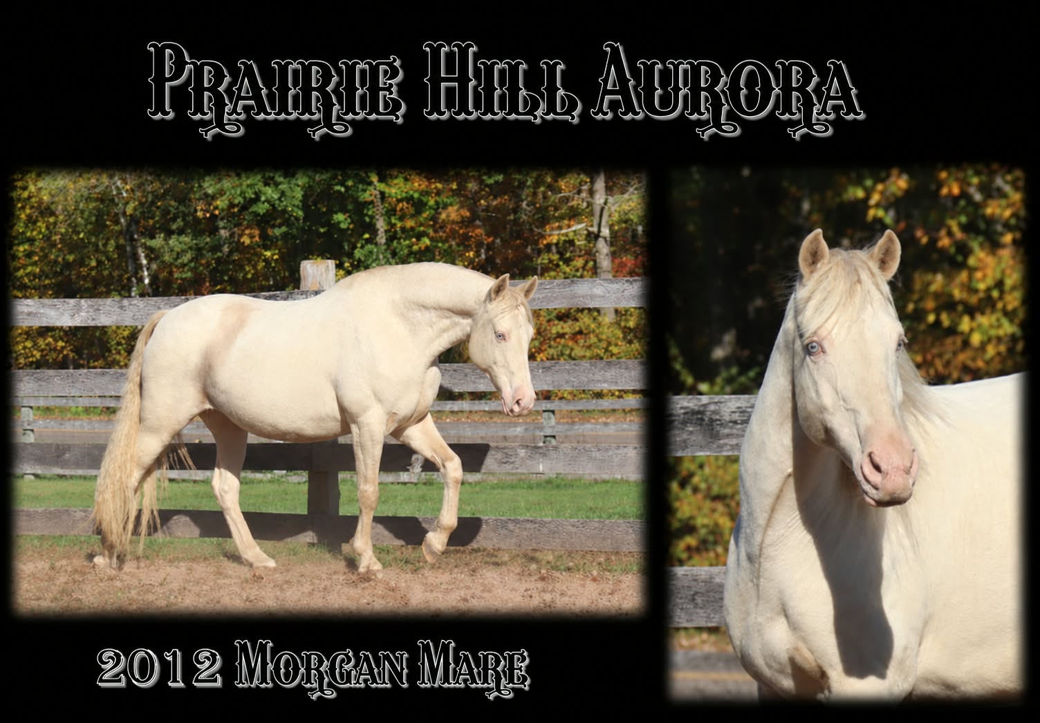 Aurora mares page