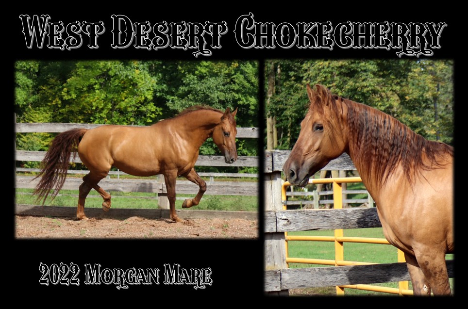 Chokecherry mare page1