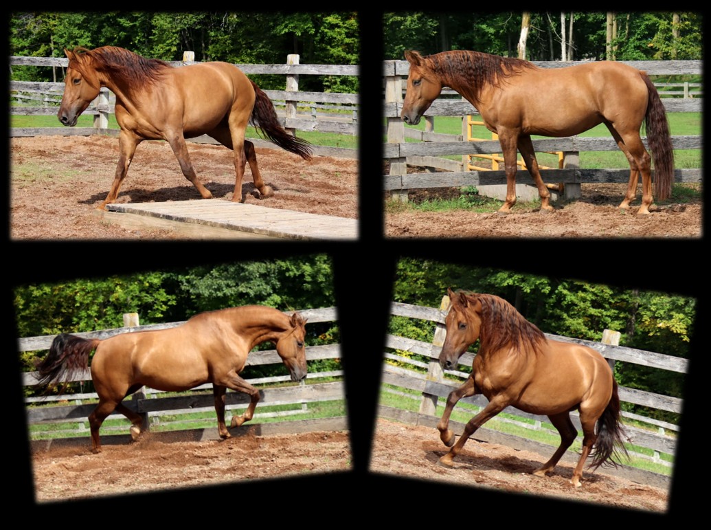 Chokecherry mare page2