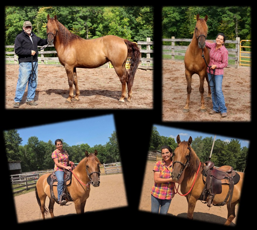 Chokecherry mare page3